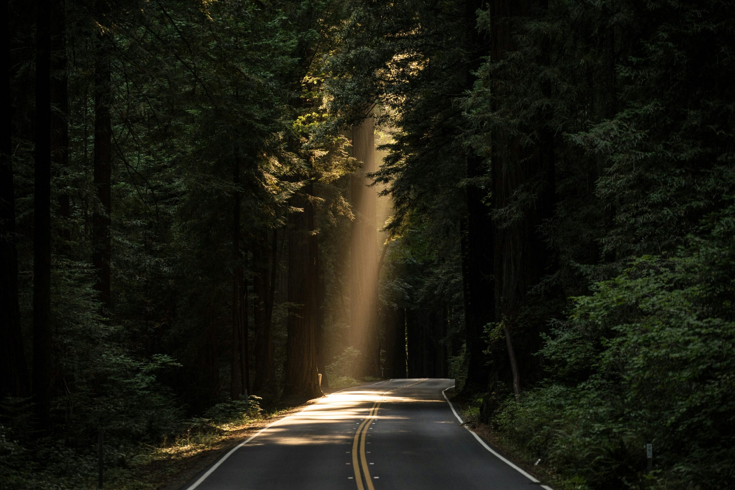 Foresta e natura - il segno del Toro